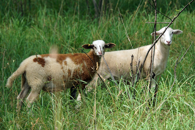 Two ram lambs
