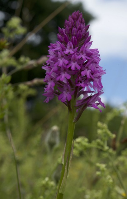 Pyramidal Orchid