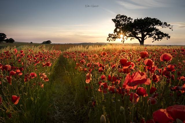 Poppy field sunrise!