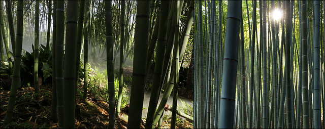 bamboo (Manfred Geyer / Ute Kluge)