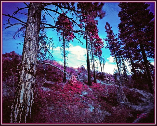 1230. Yosemite 12 - Burnt trees 6