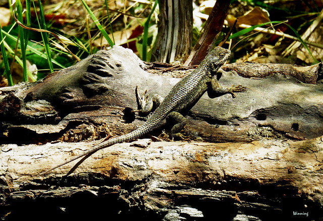 Western Fence Lizard At Home In The Swamp 6887