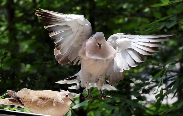 Dove in flight - by the window