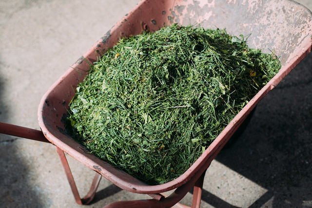 Freshly cut grass in a wheelbarrow