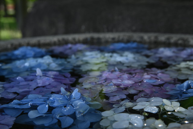 水鉢に紫陽花。