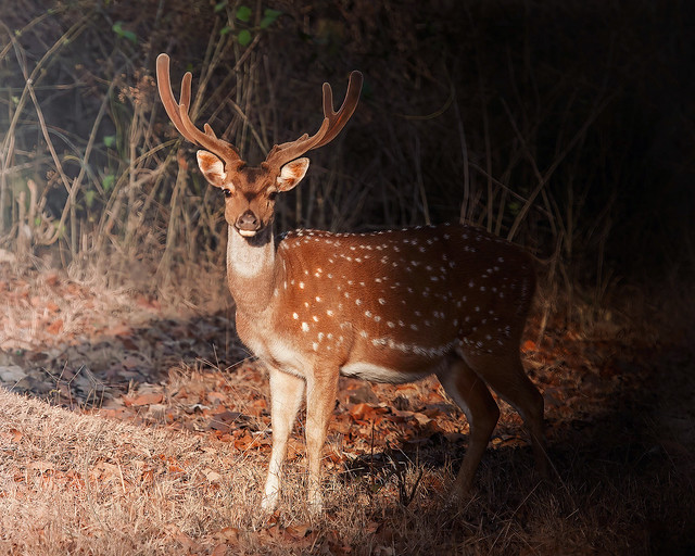 Deer @ Kabini Forest, Karnataka