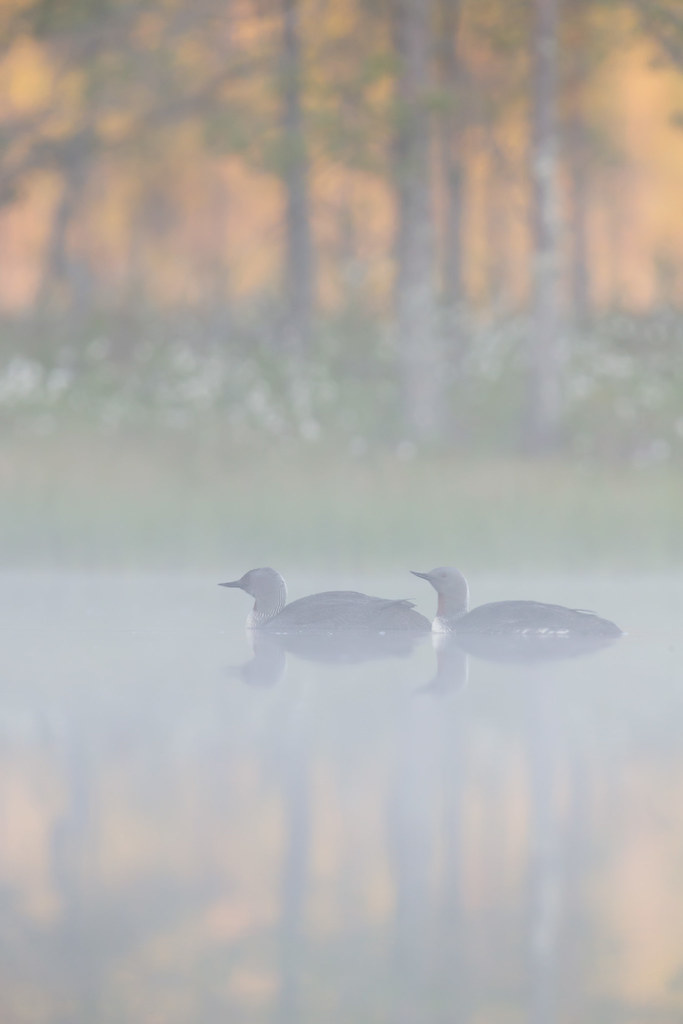 Gavia stellata | Red-throated Loon | smålom