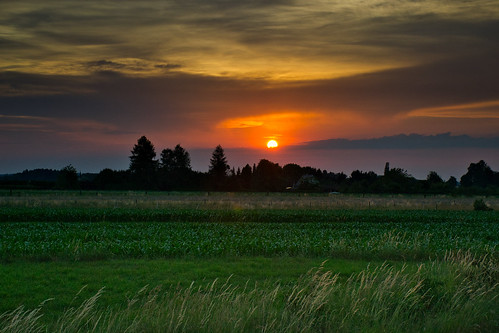 evening sunset june spring rural sky cloud sunsetcolors silhouette tree grass field sun freilassing berchtesgadenerland bavaria bayern germany deutschland nikond3100 maize corn