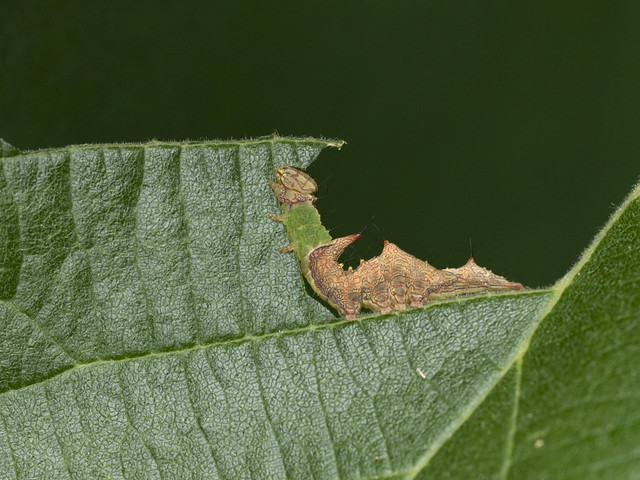 A checkered-fringe prominent caterpillar (Schizura ipomoeae) surreptitiously chomping on American hazelnut (Corylus americana)