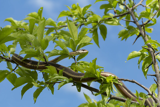Ribbon snake (Thamnophis sauritus) in tree
