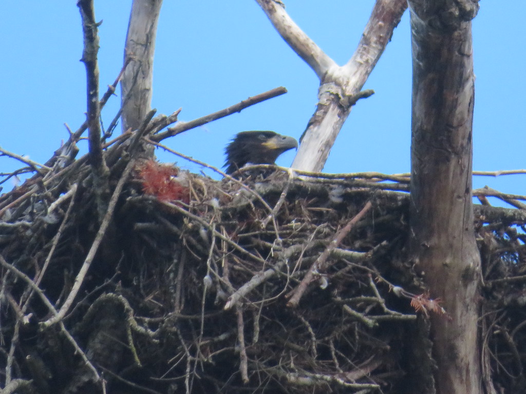 Visited  an Eagle Nest I have been keeping an eye on.