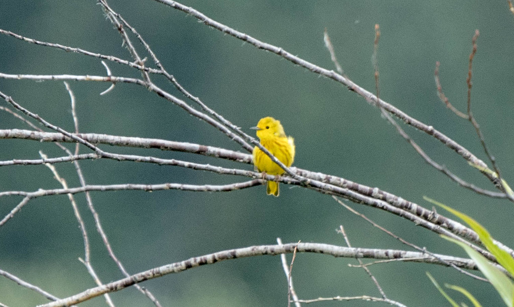 Yellow warbler (1 of 1)