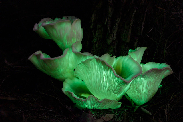 Ghost Mushrooms || Revesby Heights