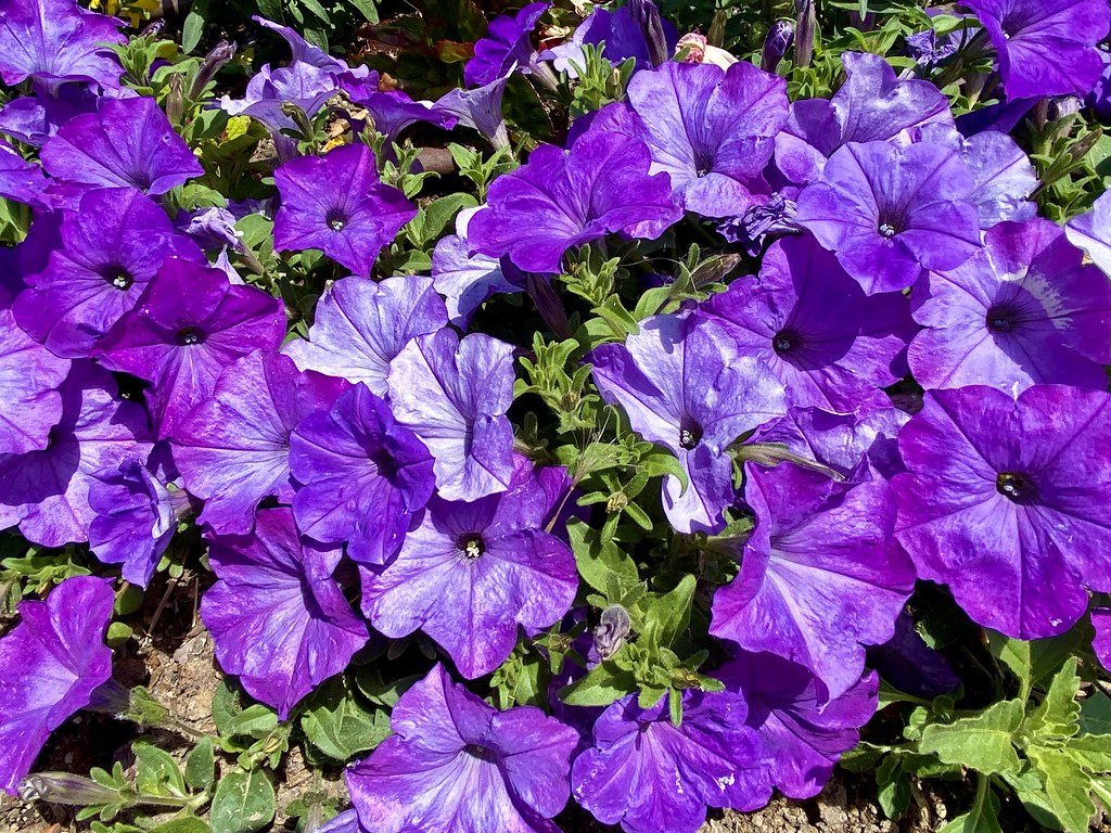 Passion Purple Petunias