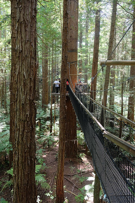 33-091 Redwoods Treewalk