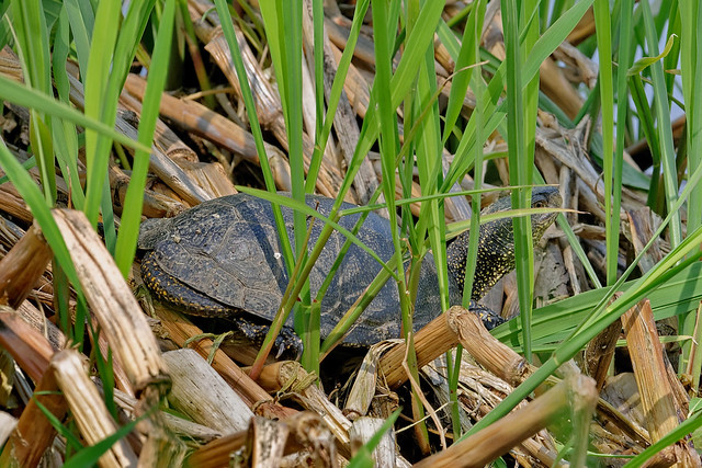 Болотная черепаха, Emys orbicularis, European Pond Terrapin