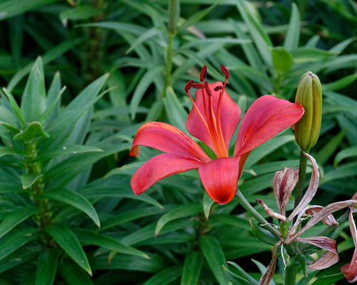 Red Lily | Daily Flower Census 6/19/2020. | Joel Dinda | Flickr