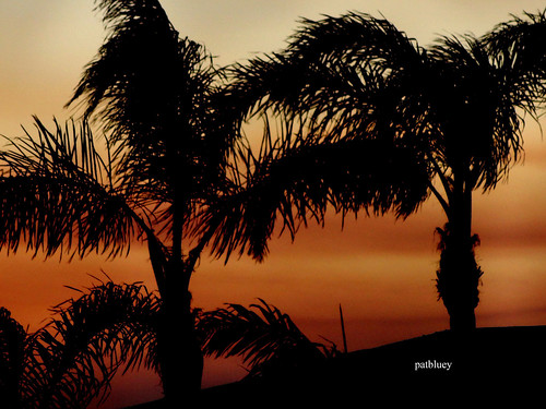 nsw australia warilla sunset silhouettes red ligh palmtrees 1001nightsthenew 1001nightsthenewmagiccity 1001nightsmagicwindow exquisitesunsets