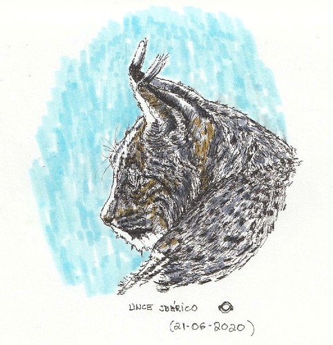 Lince ibérico (Lynx pardinus)