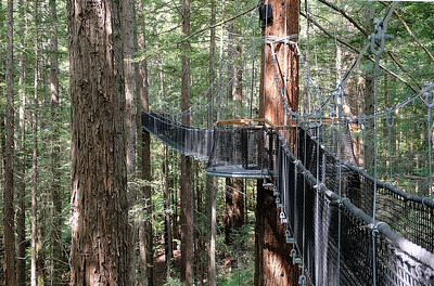 33-114 Redwoods Treewalk