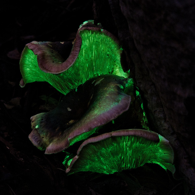 Ghost fungus ( Omphalotus Nidiformis )