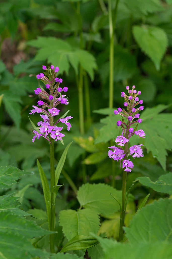 Small Purple Fringed orchids