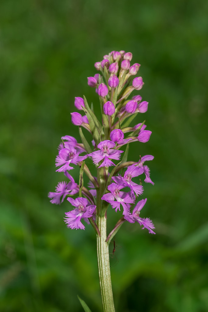Small Purple Fringed orchid