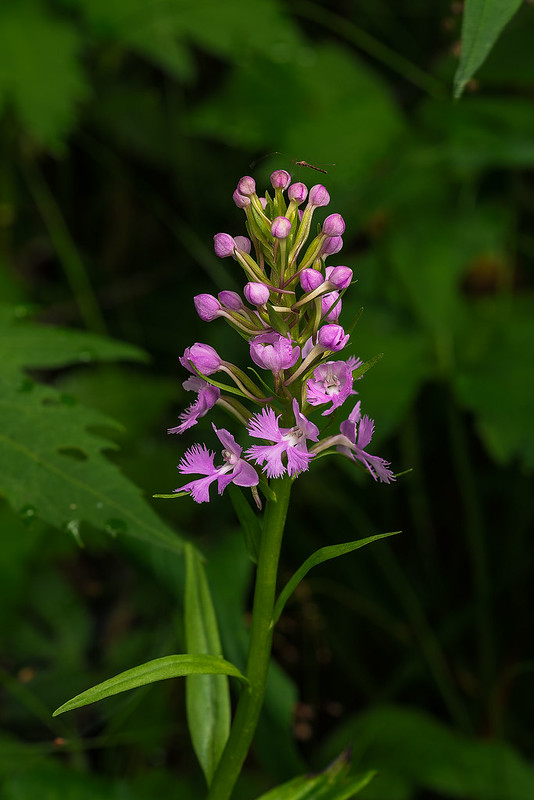 Large Small Purple Fringed orchid