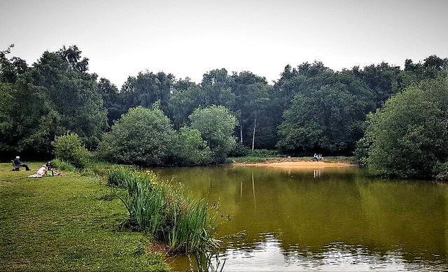 Burgh Heath pond