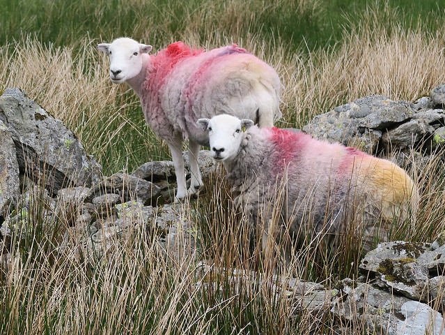Rainbow sheep...