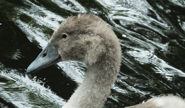 Swan Family 092