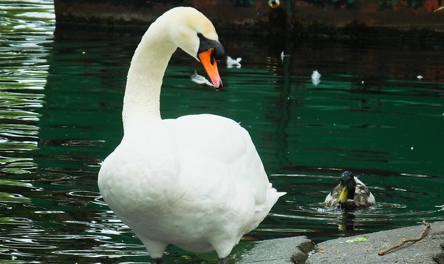 Swan Family 088