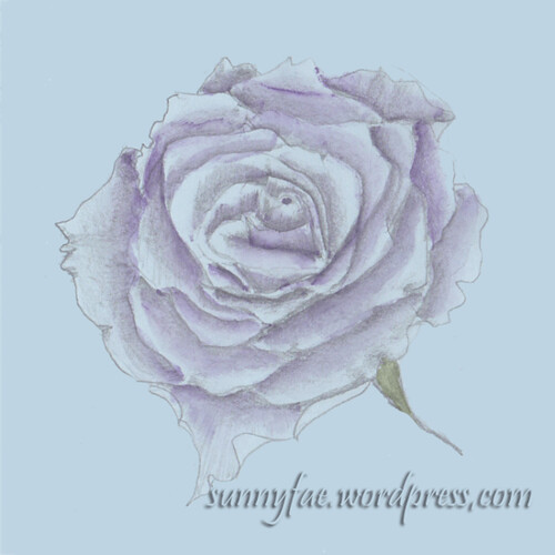 blue rose sketch