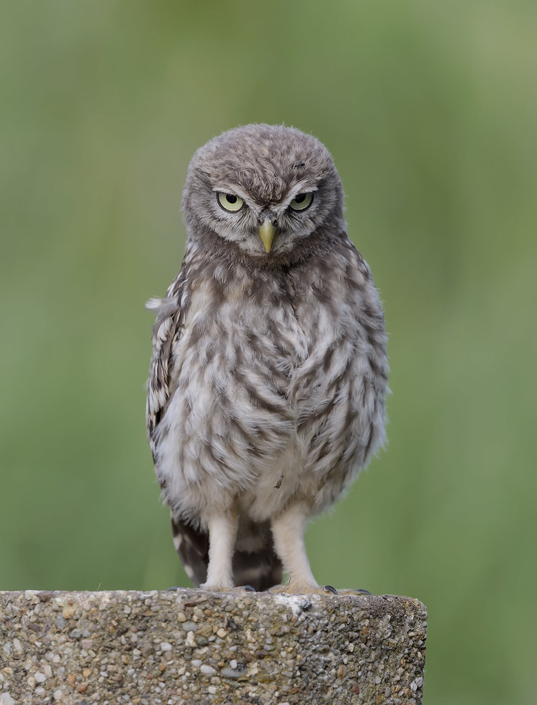Steenuil, Little Owl