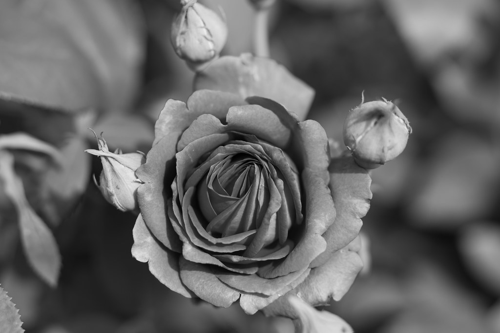 0530 Okudono Jinya 6 真っ赤なバラを白黒現像したら 思った以上に真っ黒になった Ok Flickr