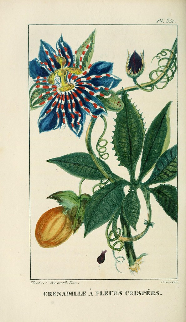 n275_w1150 | Flore pittoresque et médicale des Antilles, Pa… | Flickr