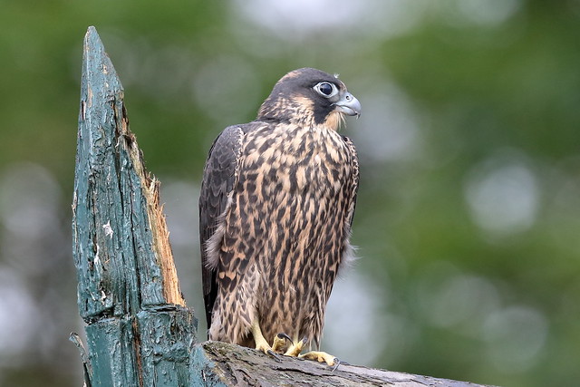Peregrine Falcon (Falco peregrinus) - juvenile