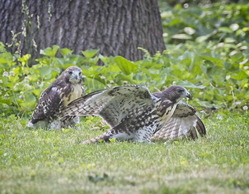 Tompkins Square red-tail fledglings play in the grass