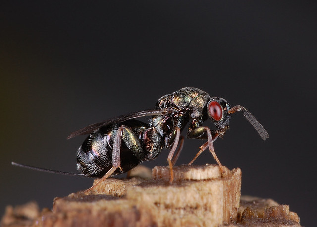 Monodontomerus wasp
