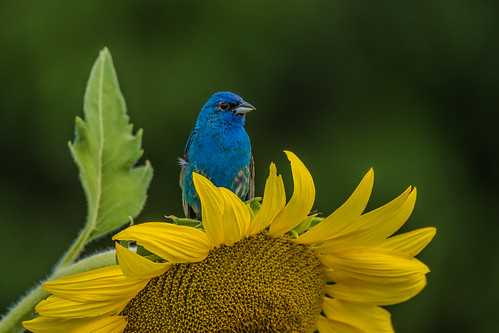 Photo of bright blue bird on a sunflower