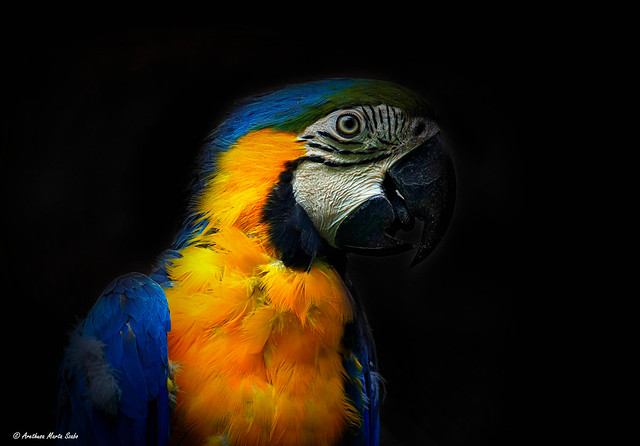 Colors in the dark - Ara ararauna Blue-and-Gold Macaw