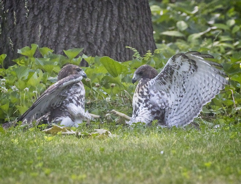 Tompkins Square red-tail fledglings play in the grass