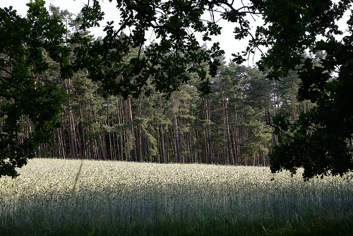 landscape brandenburg wood crops summer