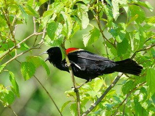 Red-winged Blackbird (Agelaius), June 2020 Second Saturday Bird Walk by Michelle Brosius