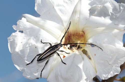 insectos escarabajos beetles sphaenothecustrilineatusdupont1838 sphaenothecustrilineatus cerambycidae cerambycinae canoneos700d canoneosrebelt5i ef100mmf28macrousm