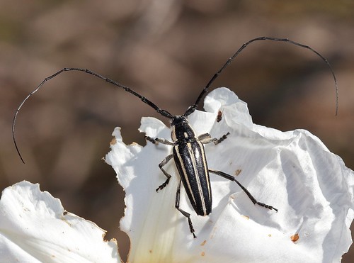 insectos escarabajos beetles sphaenothecustrilineatusdupont1838 sphaenothecustrilineatus cerambycidae cerambycinae canoneos700d canoneosrebelt5i ef100mmf28macrousm