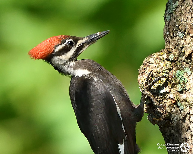 female Pileated Woodpecker