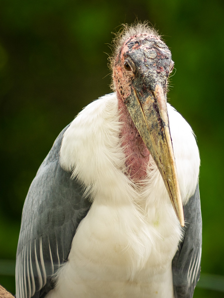 The Undertaker; Marabou Stork Portrait - Toronto Zoo