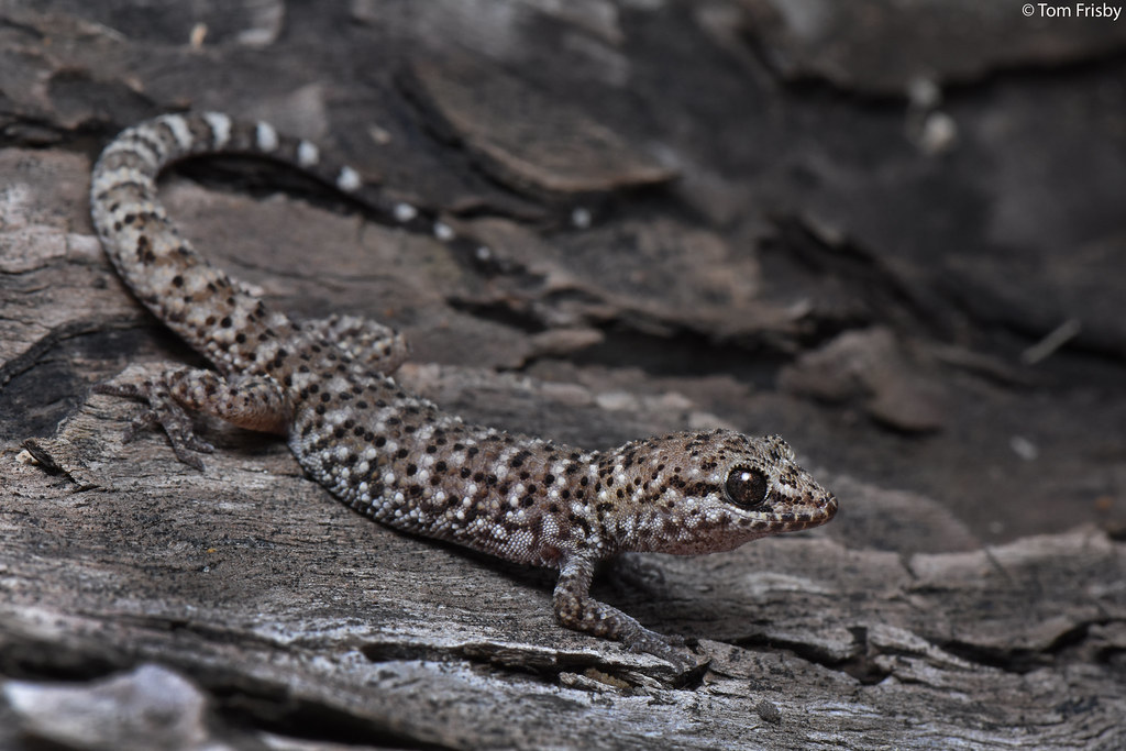 Heteronotia binoei (Bynoe's Gecko)