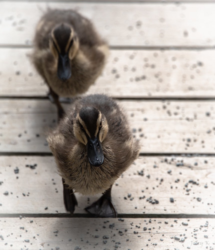 newzealand christchurch willowbankwildlifepark ducks mallard ducklings